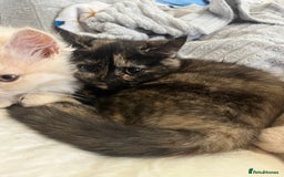 British Shorthair cats for sale: Beautiful kittens for sale British shorthair cross - Image 2
