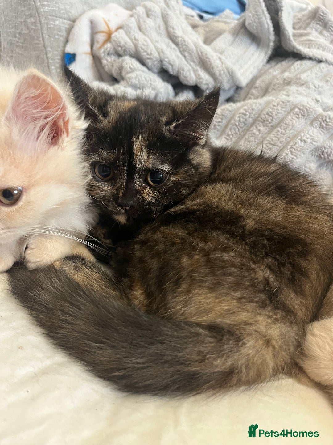 British Shorthair cats for sale: Beautiful kittens for sale British shorthair cross - Image 2