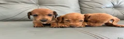 Miniature Dachshund dogs for sale: 🏆💙💖 KC REG 5 STAR BREEDER💙💖🏆CREAM - Advert 15