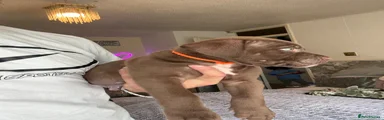 Mixed Breed Puppy (orange)