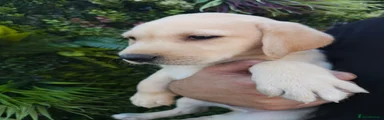 Labrador Retriever 5