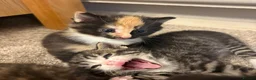 Mixed Breed cats for sale: Kittens ready to leave  - Advert 4
