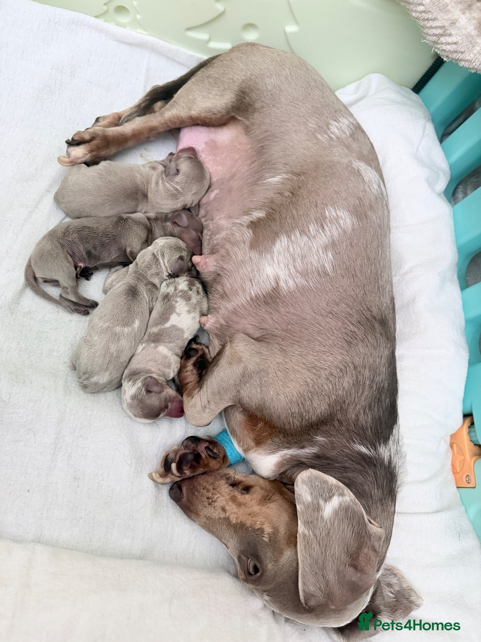 Miniature Dachshund dogs Beautiful miniature dachshund puppies  - Advert 2