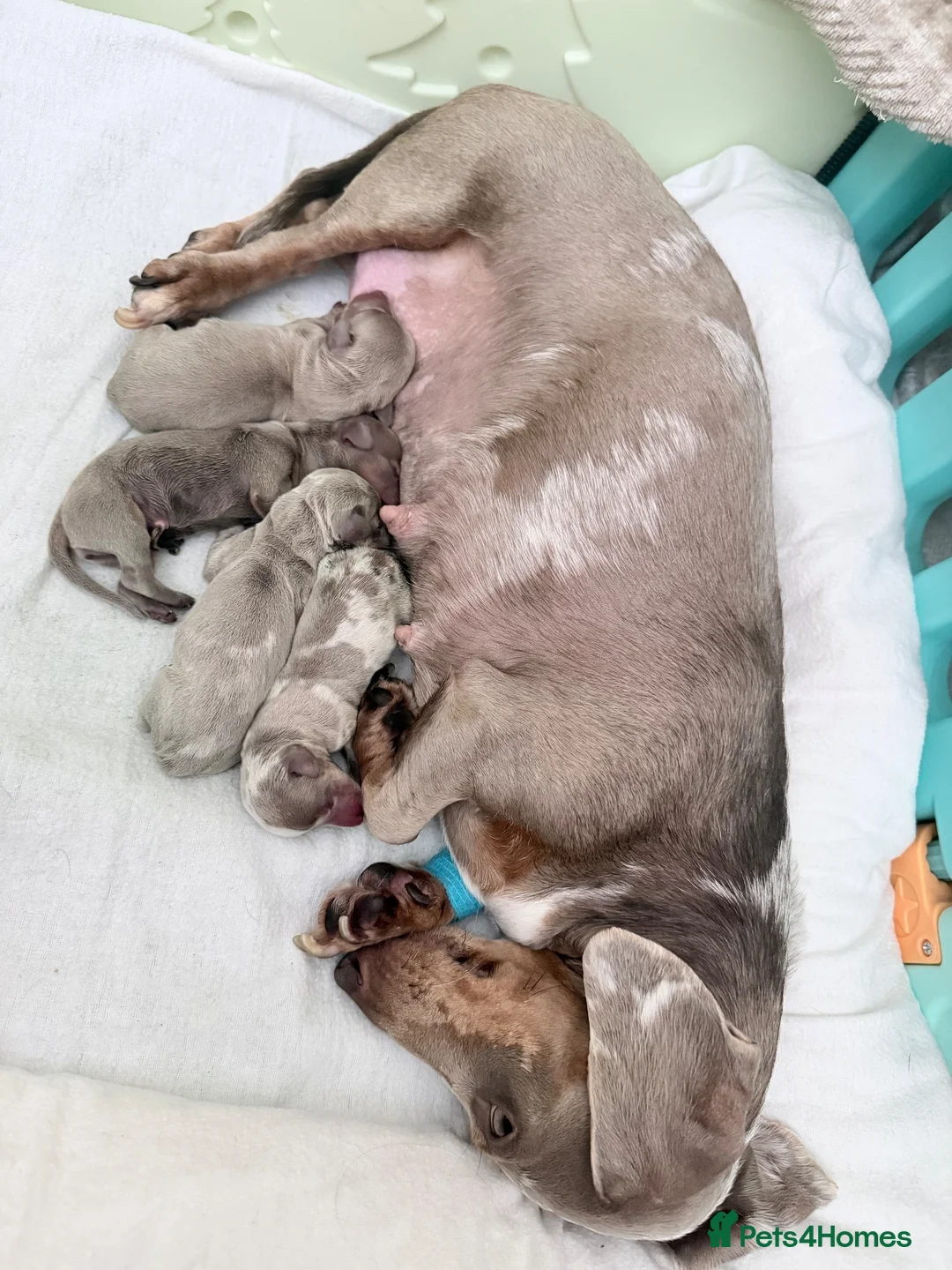 Miniature Dachshund dogs for sale: Beautiful miniature dachshund puppies  in Durham - Advert 1