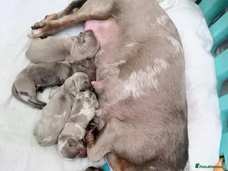 Miniature Dachshund dogs Beautiful miniature dachshund puppies - Advert 9