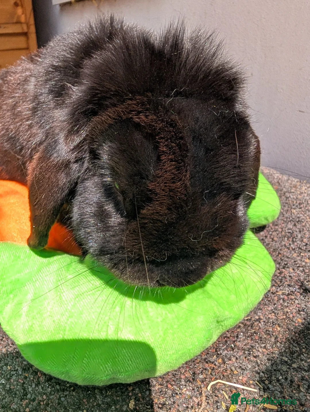 Mini Lop rabbits for sale: Neutered and vaccinated rabbit - Advert 2