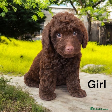 Cockapoo dogs - Advert 1