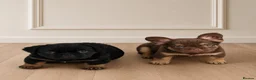 French Bulldog dogs for sale: Kc reg fluffy frenchies - Advert 12