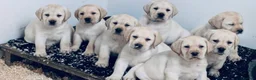 Labrador Retriever dogs for sale: Beautiful quality litter  - Advert 9