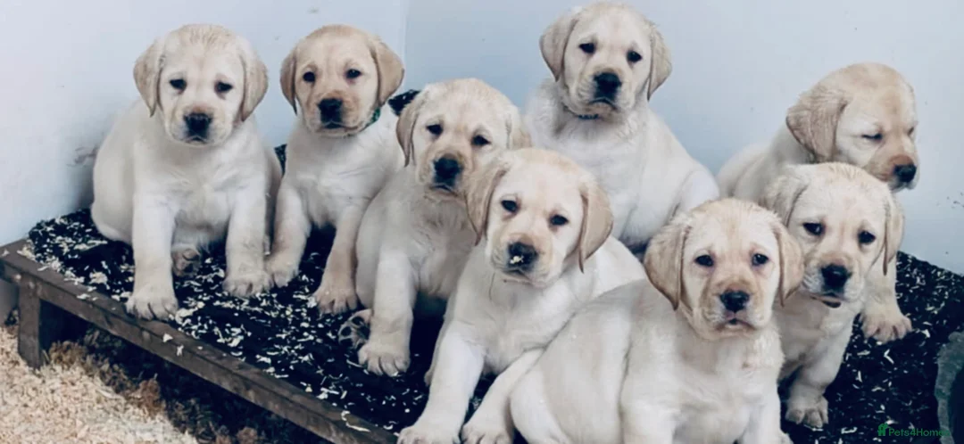 Labrador Retriever dogs for sale: Beautiful quality litter  - Advert 9