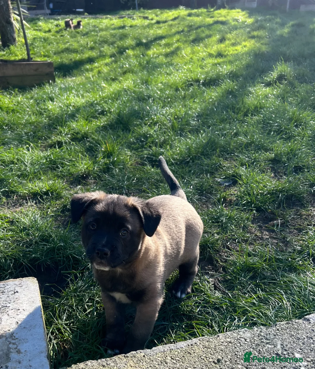 Mixed Breed dogs for sale:  Beautiful Mixed Breed Puppies   🐾 - Advert 20