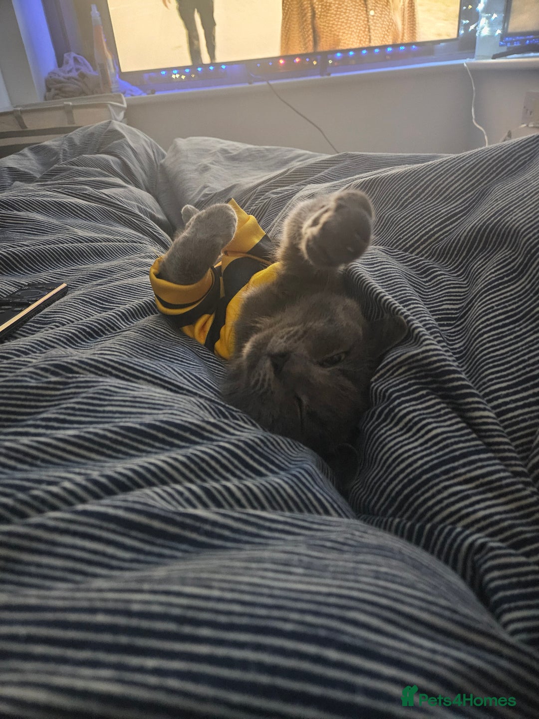 Mixed Breed cats for sale: 2 cats - Advert 9