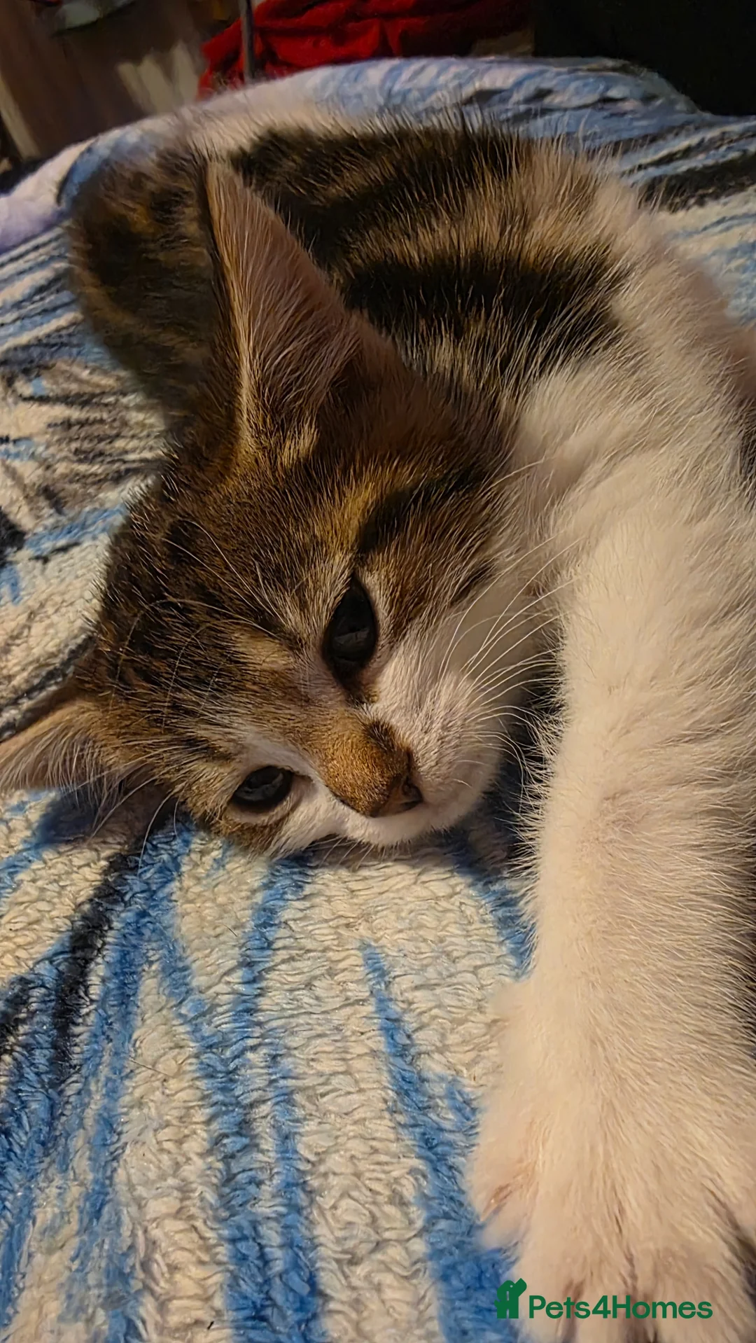 Mixed Breed cats for sale: Mixed bread kittens in Wolverhampton - Advert 16