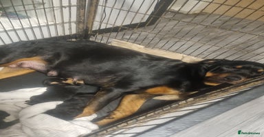 Rottweiler dogs - Advert 17