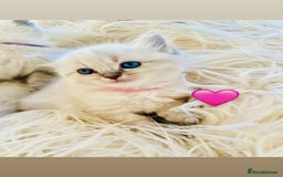 Ragdoll cats for sale: Ragdoll kittens for sale - Image 20