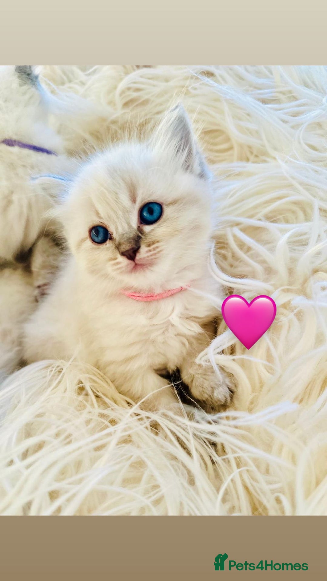 Ragdoll cats for sale: Ragdoll kittens for sale - Image 20