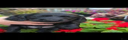 Sprocker dogs for sale: Sprocker spaniel puppies  - Advert 3
