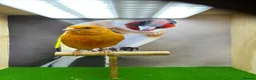 Canaries birds for sale: Red mosaic canary  - Advert 2