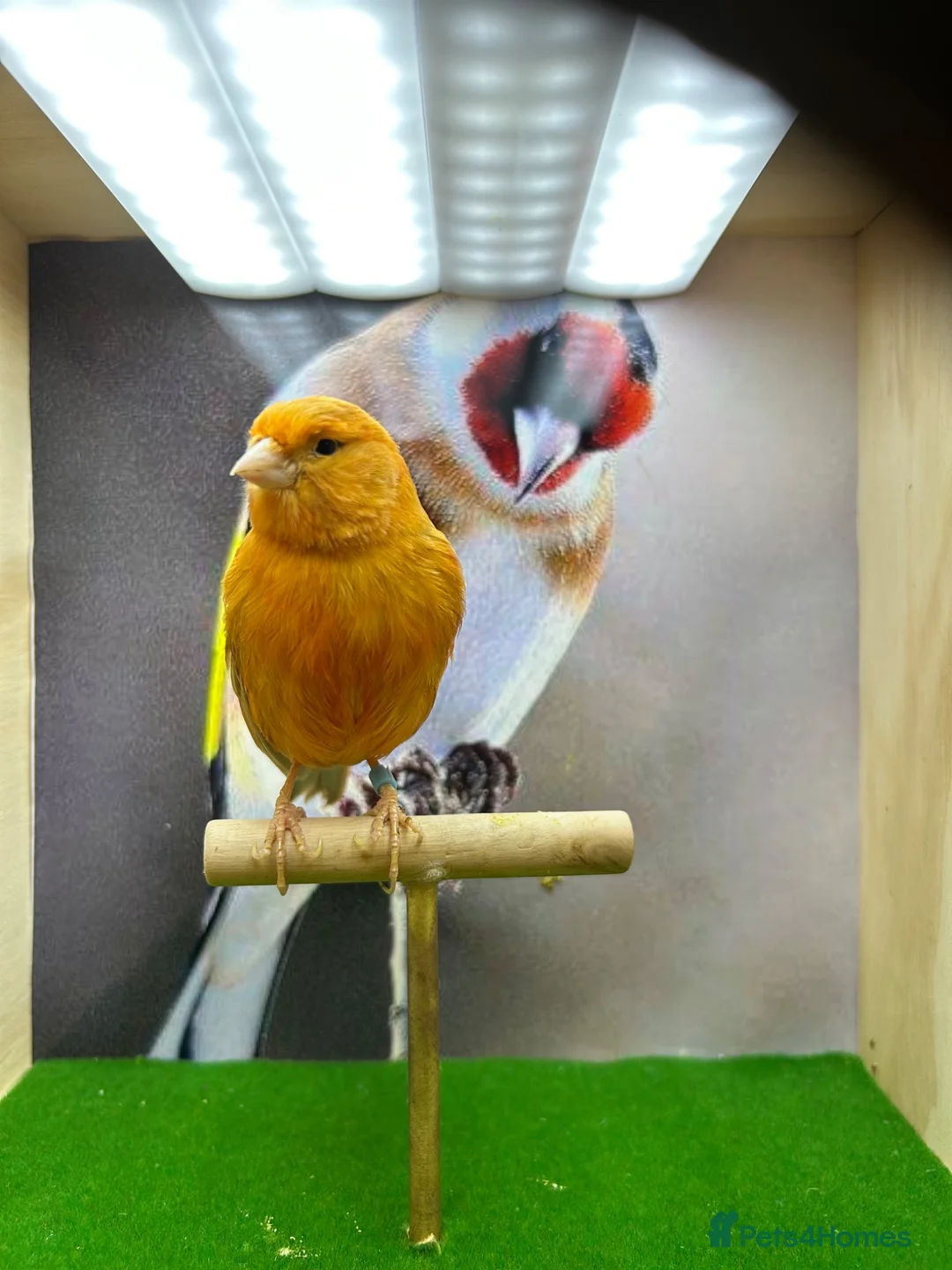 Canaries birds for sale: Red mosaic canary  - Advert 2