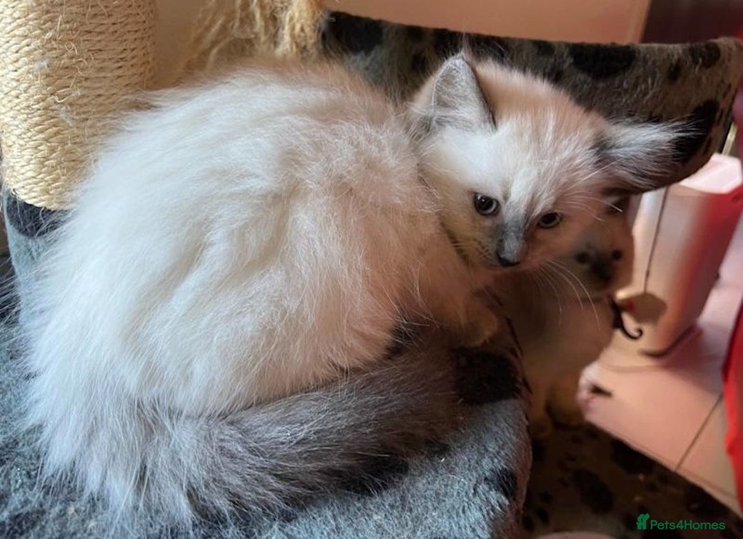 Ragdoll cats for sale: Home raised purebred ragdolls available - Image 6
