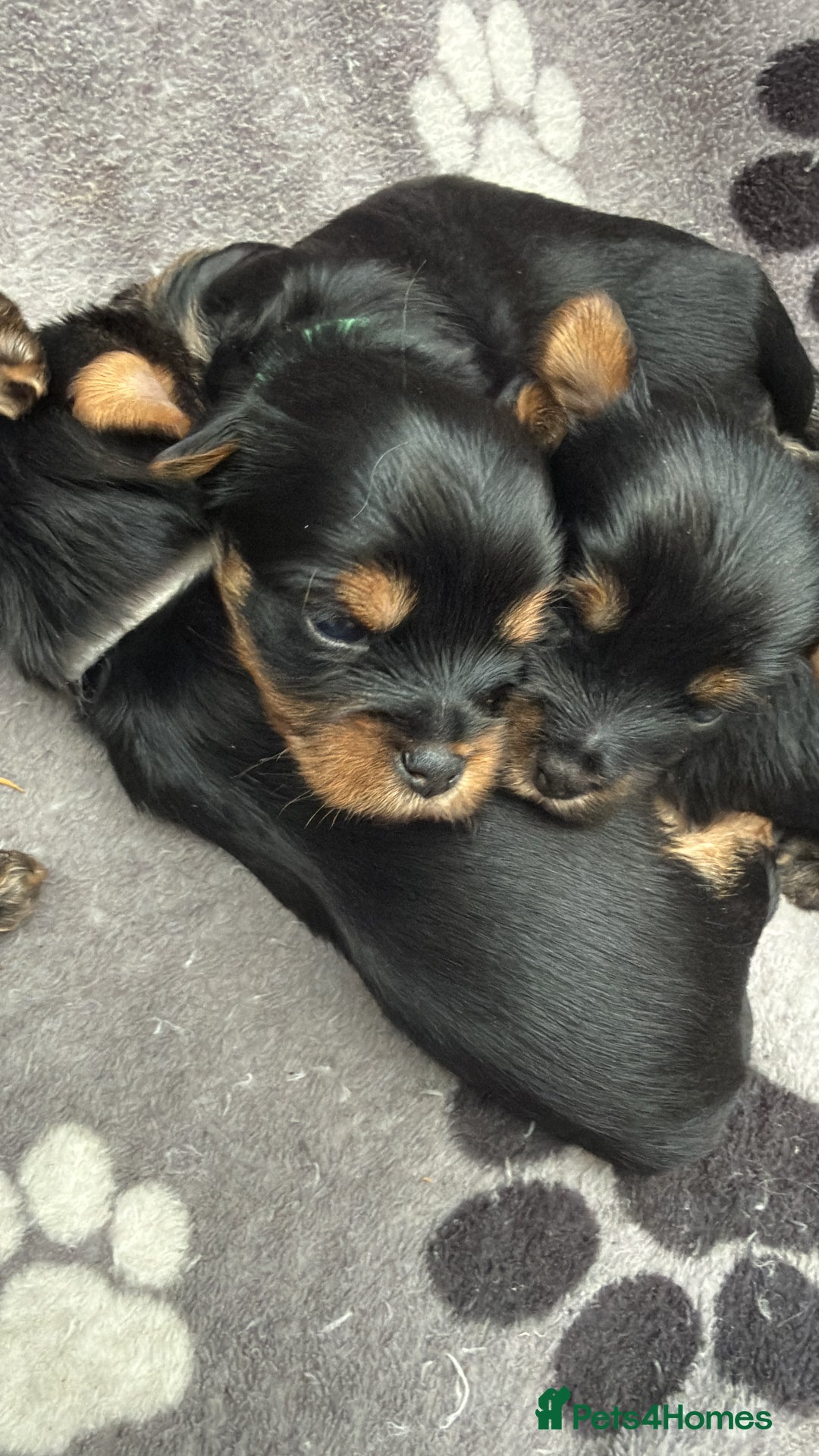 Yorkshire Terrier dogs for sale: Yorkshire terrier puppy  - Advert 21