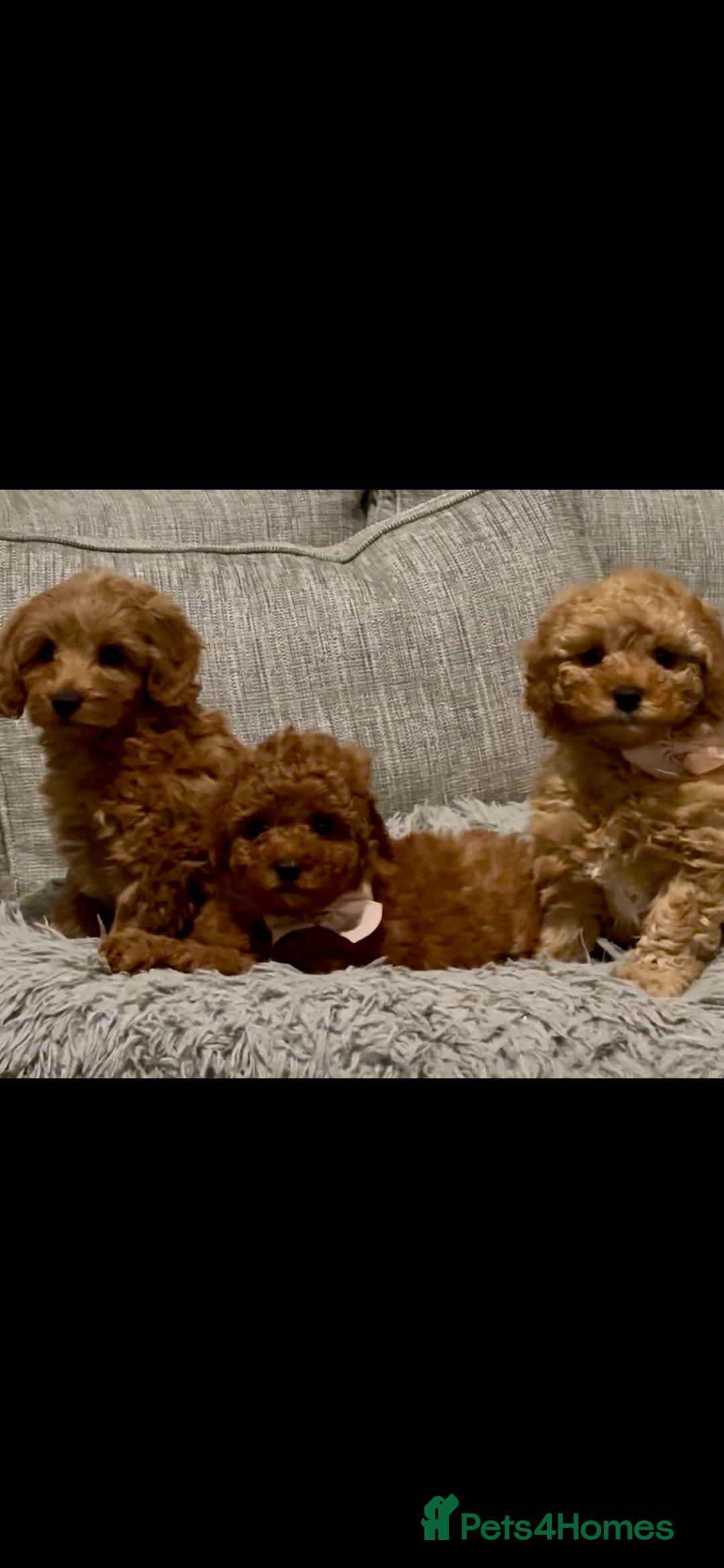 Cockapoo dogs for sale: Cockapoo F1b Male - Advert 2