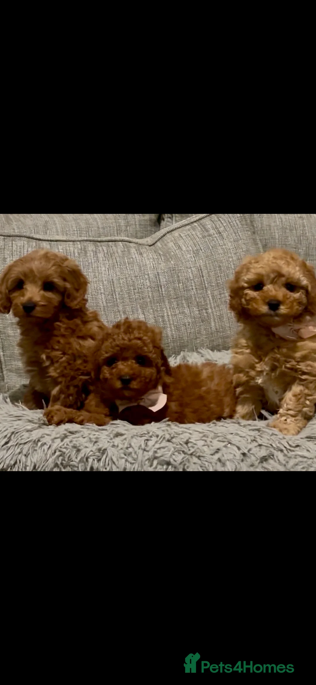 Cockapoo dogs for sale: Cockapoo F1b Male - Advert 2