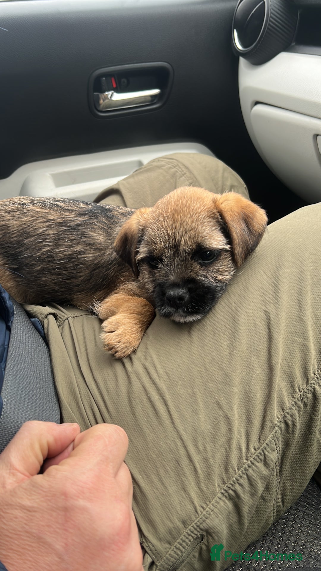 Border Terrier dogs for sale: Very special little girl - Image 6