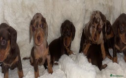 Miniature Dachshund dogs for sale: Miniature dachshund puppies - Image 7