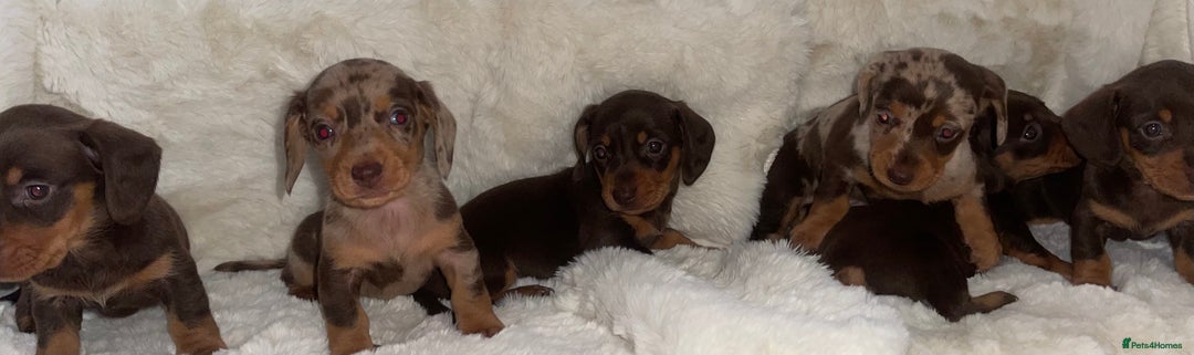 Miniature Dachshund dogs for sale: Miniature dachshund puppies - Image 7