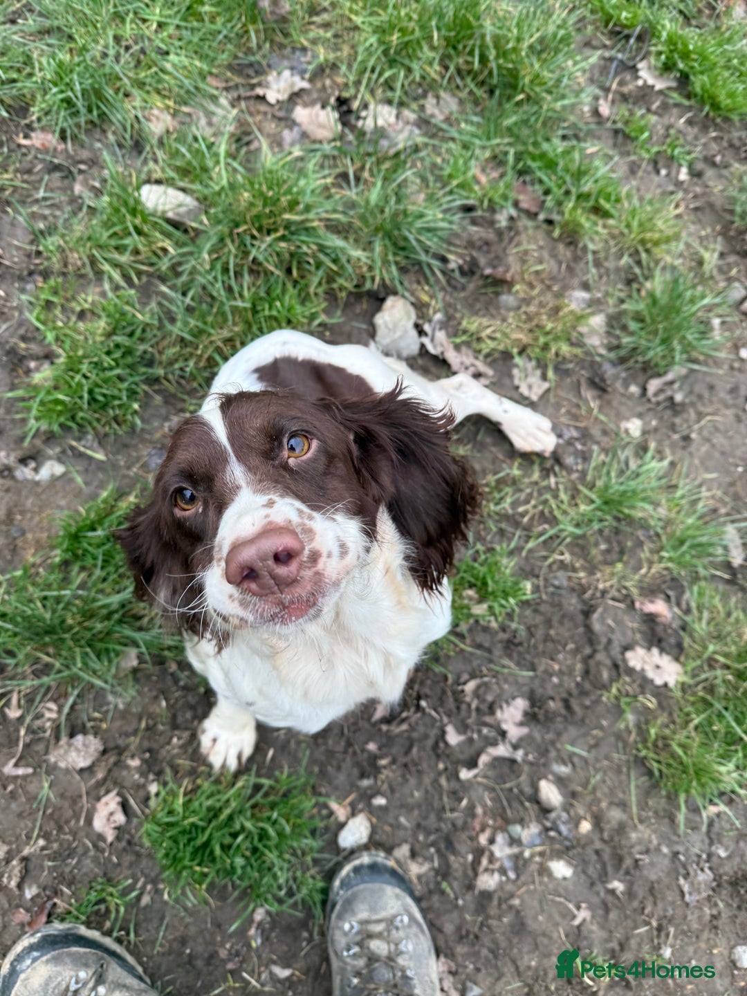 English Springer Spaniel dogs for sale: English Springer Spaniels  - Advert 7