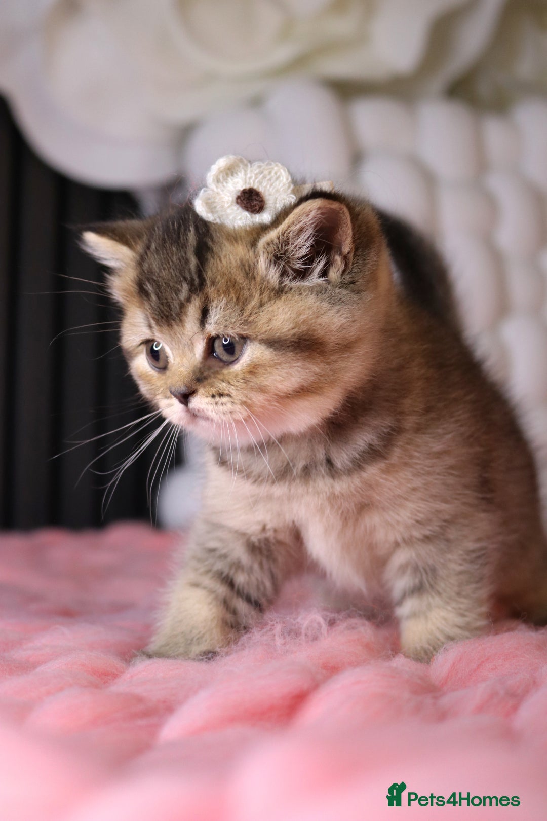 British Shorthair cats for sale: 💎 British Shorthair - GCCF 💎 - Image 5