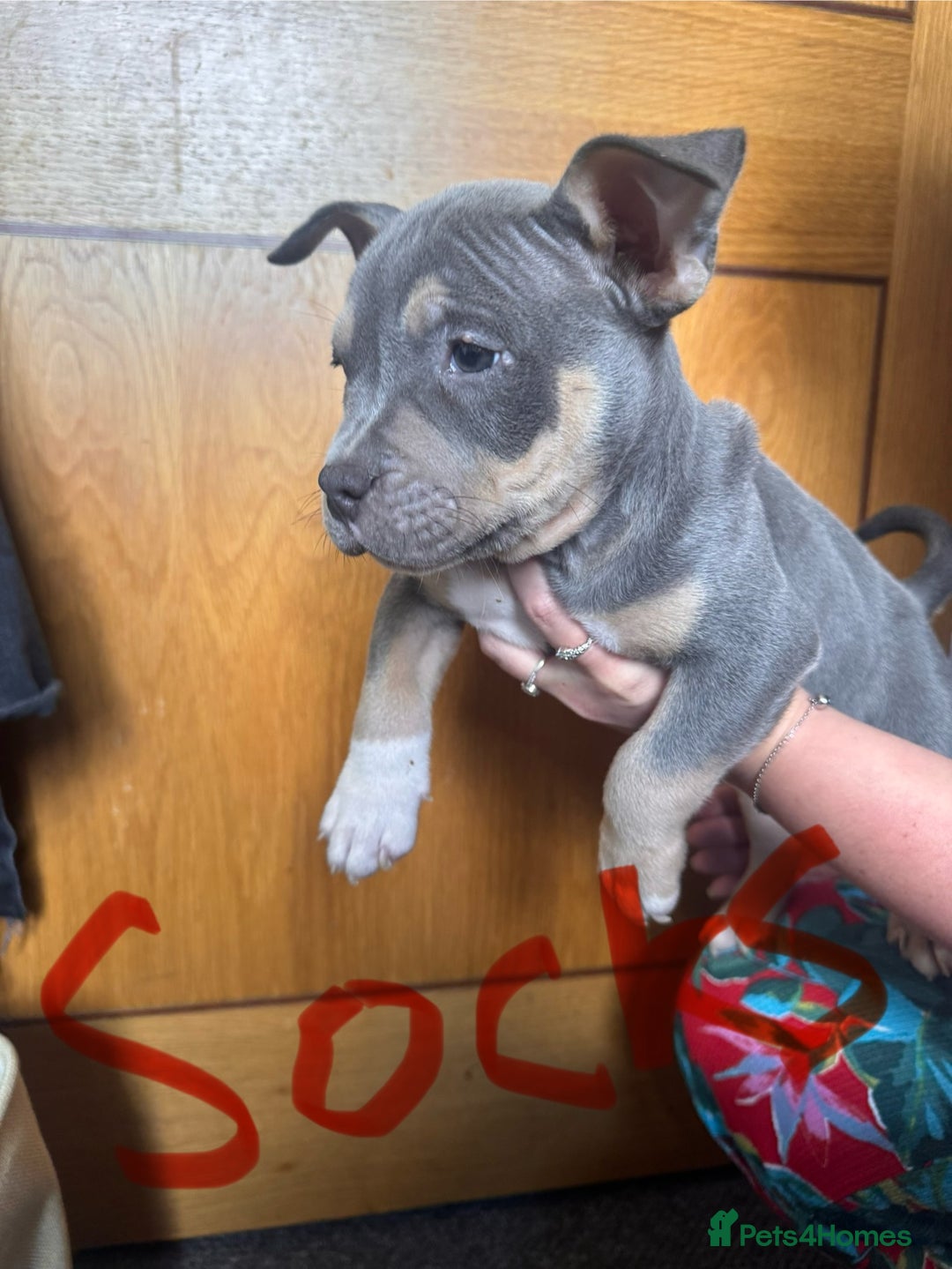 American Bully dogs for sale: American pocket bully’s  - Image 6