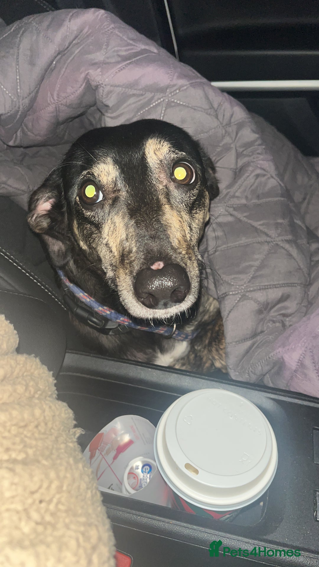 Mixed Breed dogs for sale: Sweet Lurcher Girl - Advert 2