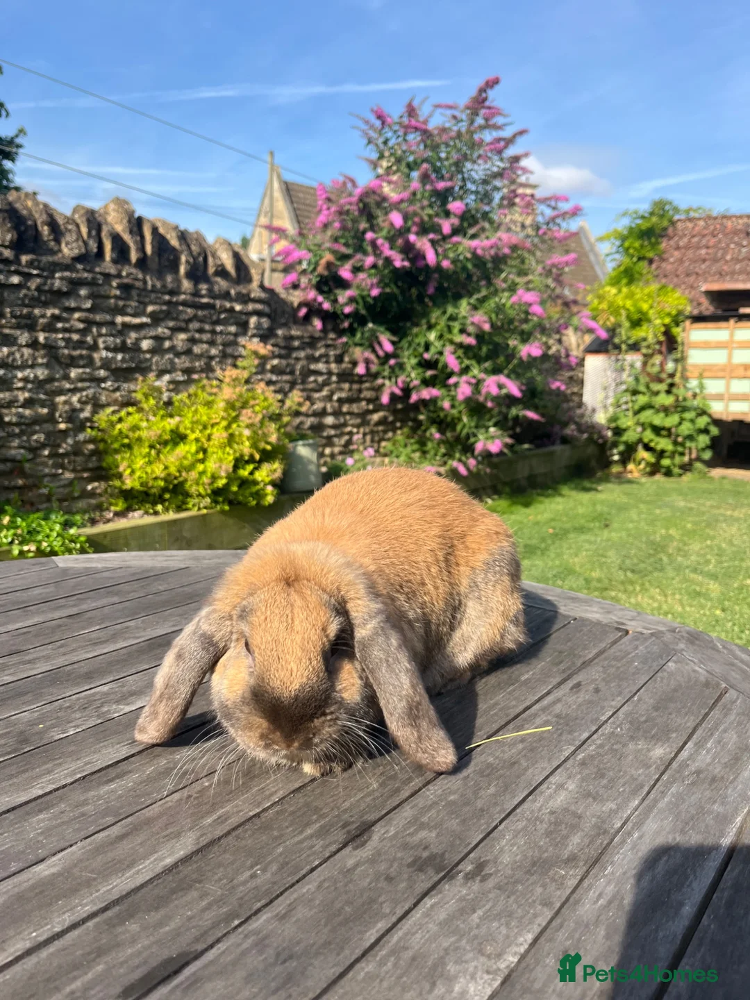 Mini Lop rabbits for sale: Lovely Mini Lop Bunnies  - Advert 2