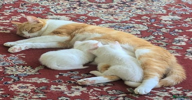 Mixed Breed cats - Advert 2