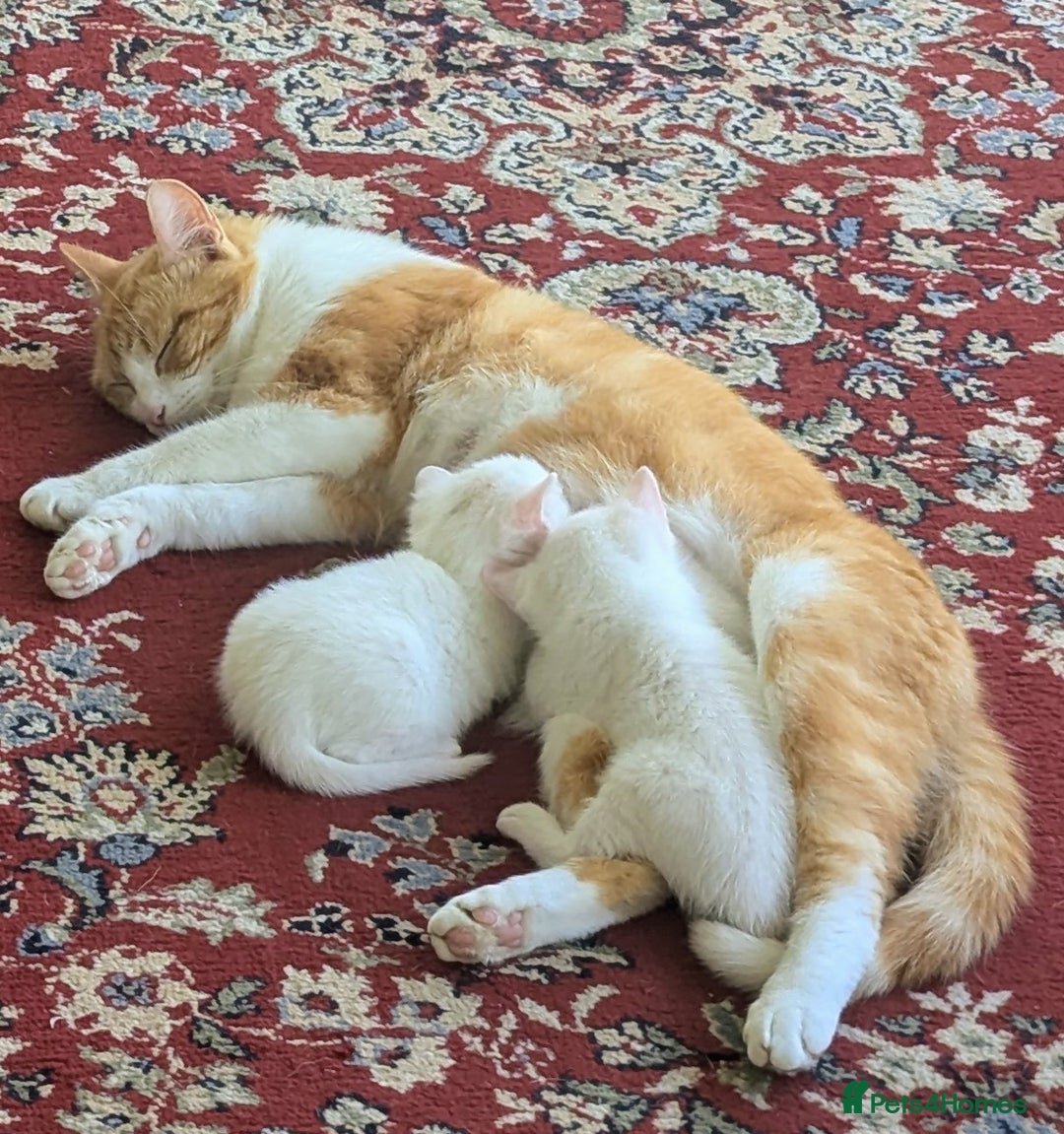 Mixed Breed cats for sale: Lovely white kittens for sale - Image 3
