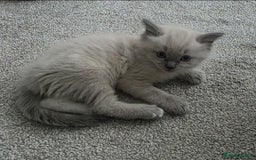 Ragdoll cats for sale: Stunning Ragdolls  - Image 24