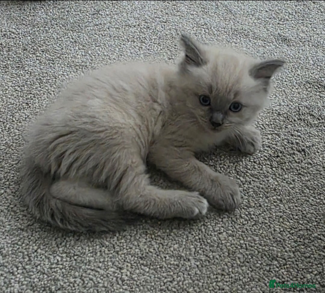 Ragdoll cats for sale: Stunning Ragdolls  - Image 24