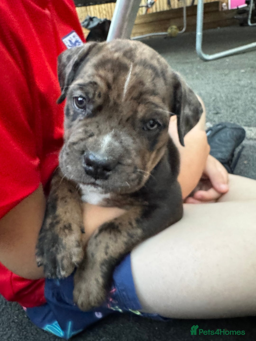 Mixed Breed dogs for sale: Mixed Merle cane corso puppies.  - Image 2