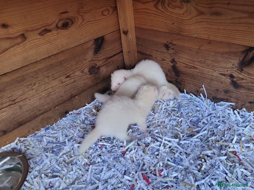 Ferret rodents for sale: Albino ferrets  - Image 8