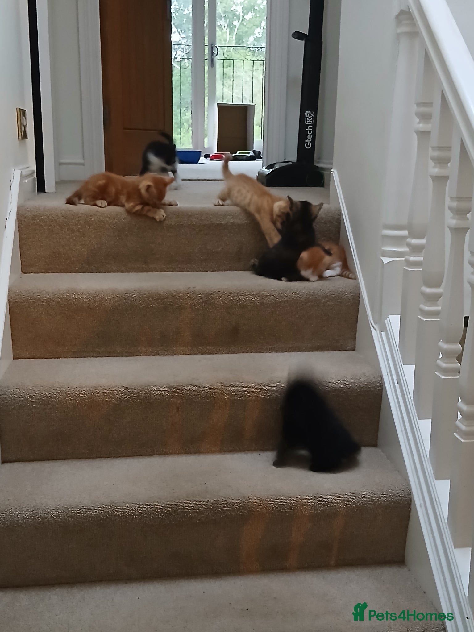 Mixed Breed cats for sale: 5 beautiful kittens - Advert 3