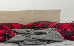 Bengal cats for sale: Marbles - Image 4