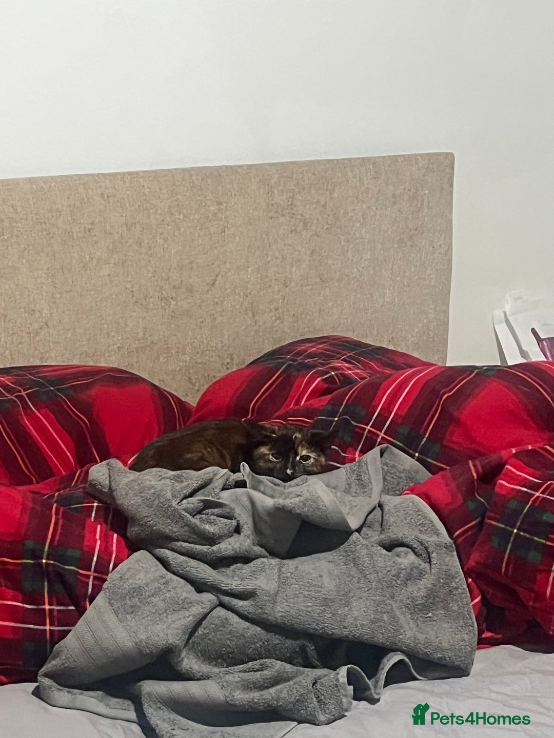 Bengal cats for sale: Marbles - Image 4