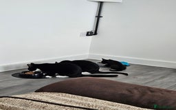 Mixed Breed cats for sale: Boots and blue  - Image 6
