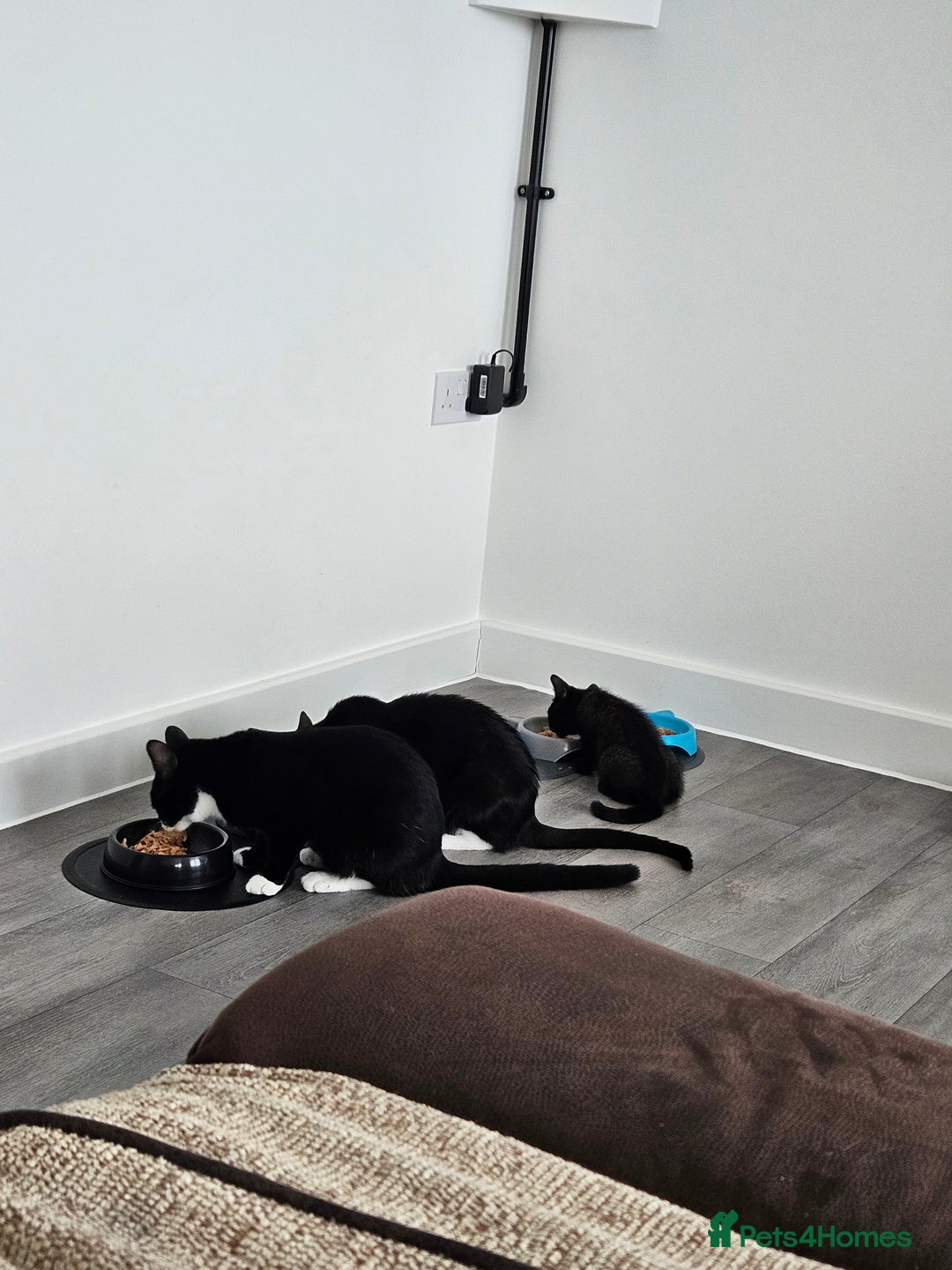 Mixed Breed cats for sale: Boots and blue  - Image 6
