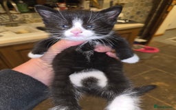 British Shorthair cats for sale: Beautifully marked kittens.  - Image 19