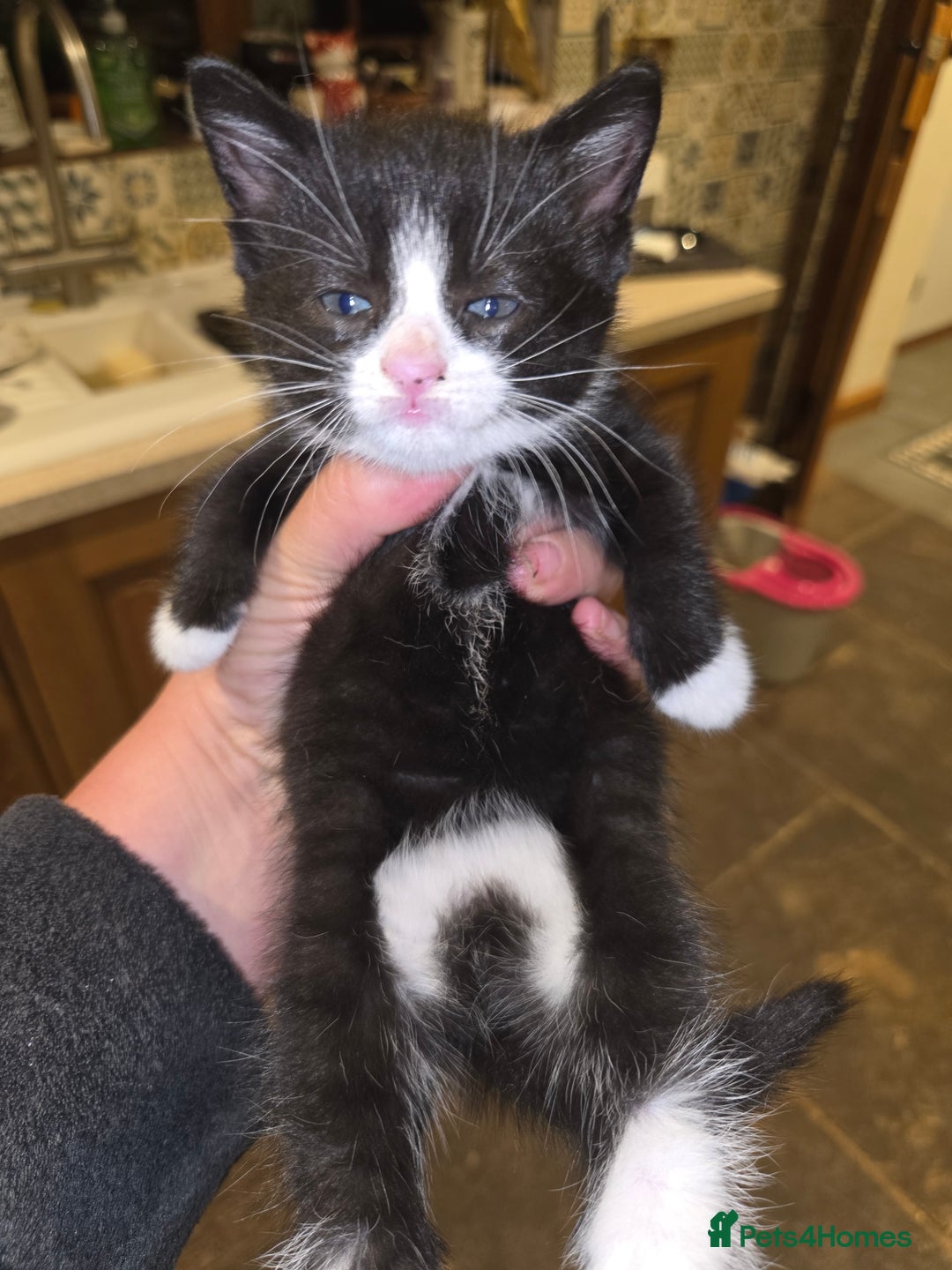 British Shorthair cats for sale: Beautifully marked kittens.  - Image 19