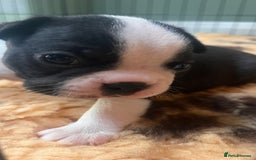 Boston Terrier dogs for sale: Beautiful Boston Boys Ready for Forever Homes - Image 11