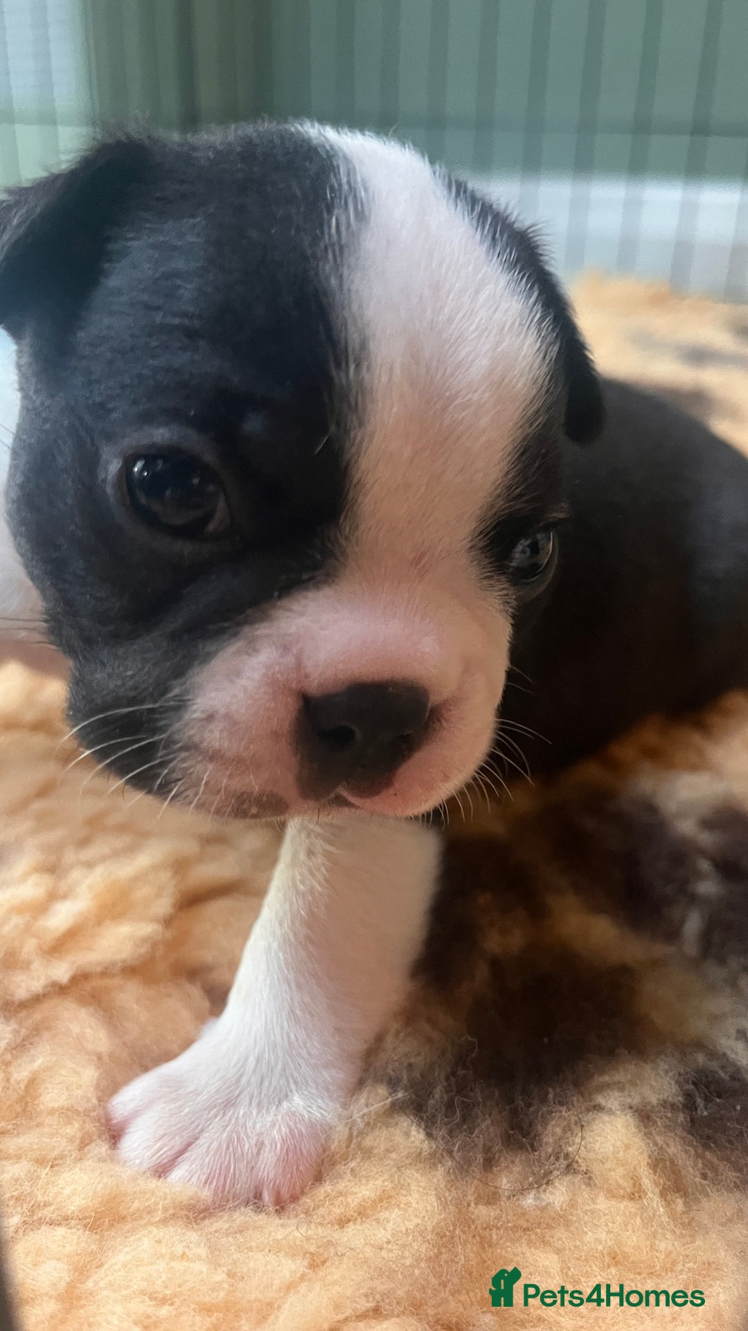 Boston Terrier dogs for sale: Beautiful Boston Boys Ready for Forever Homes - Image 11